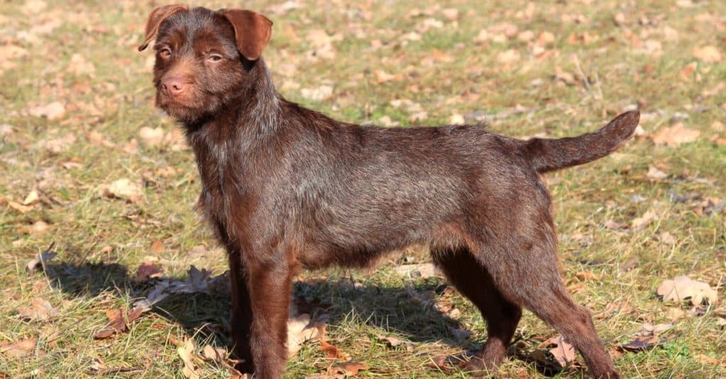 Il ritratto del cane marrone Patterdale Terrier