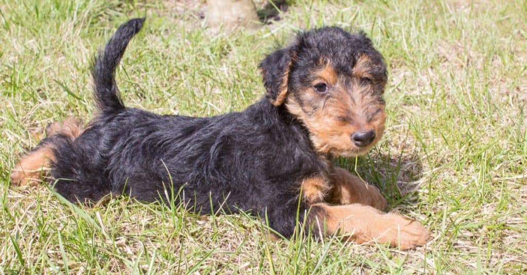 Cucciolo di terrier gallese