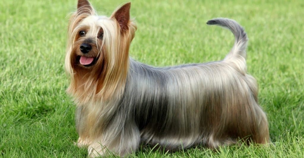 Australian Silky Terrier sul prato verde dell'erba