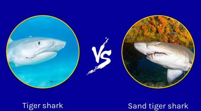 Tiger Shark vs Sand Tiger Shark: quali sono le differenze?
