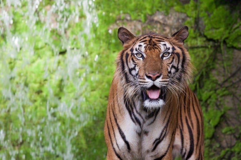 Inquadratura media della tigre della Cina meridionale che guarda la telecamera