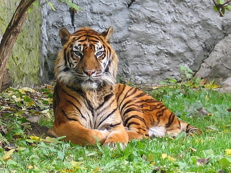 Tigre di Sumatra sdraiato sull'erba