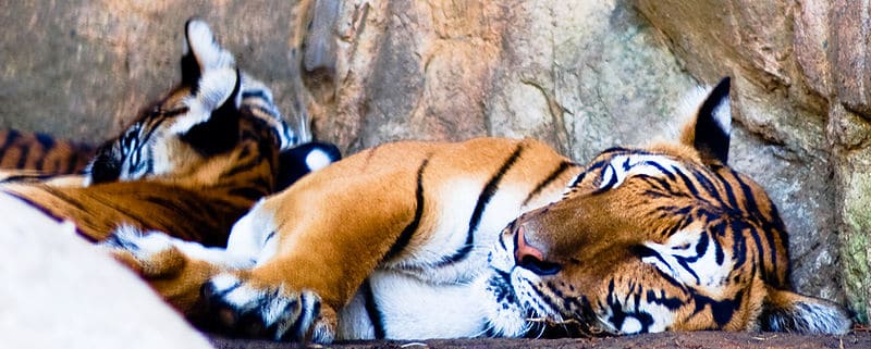 tigre malese (Panthera tigris jacksoni) foto del viso ravvicinato della tigre malese che dorme