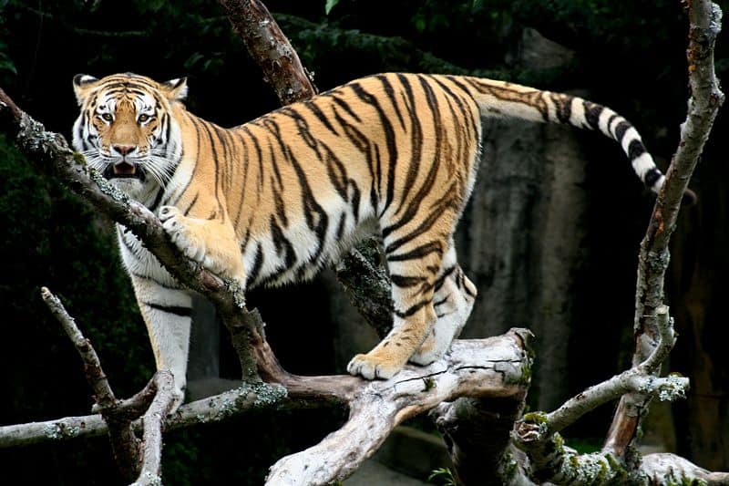 Tigre siberiana (Panthera tigris altaica) Tigre siberiana nella struttura ad albero