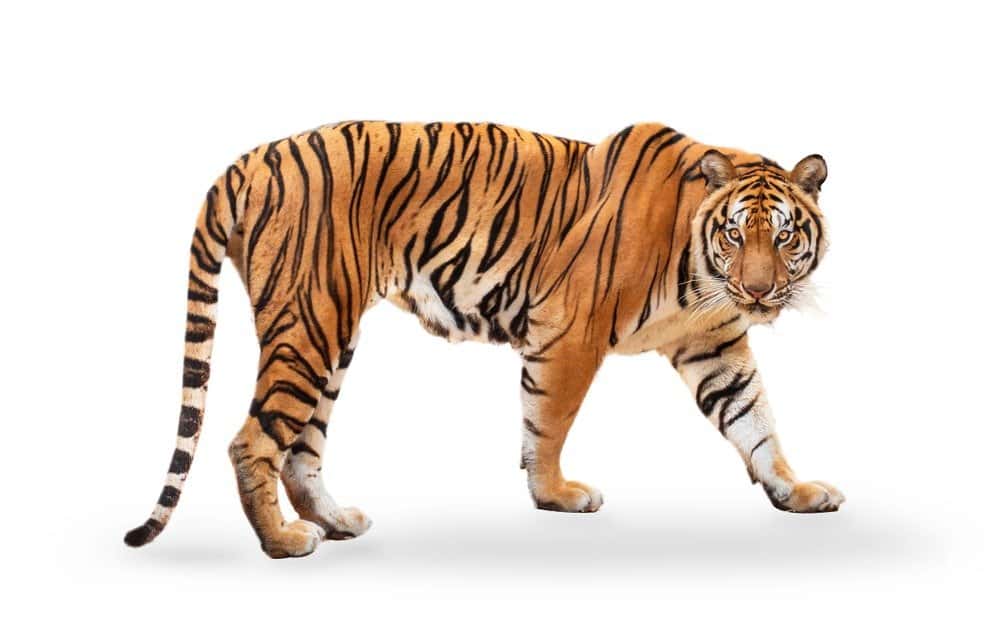 Tigre isolata su sfondo bianco