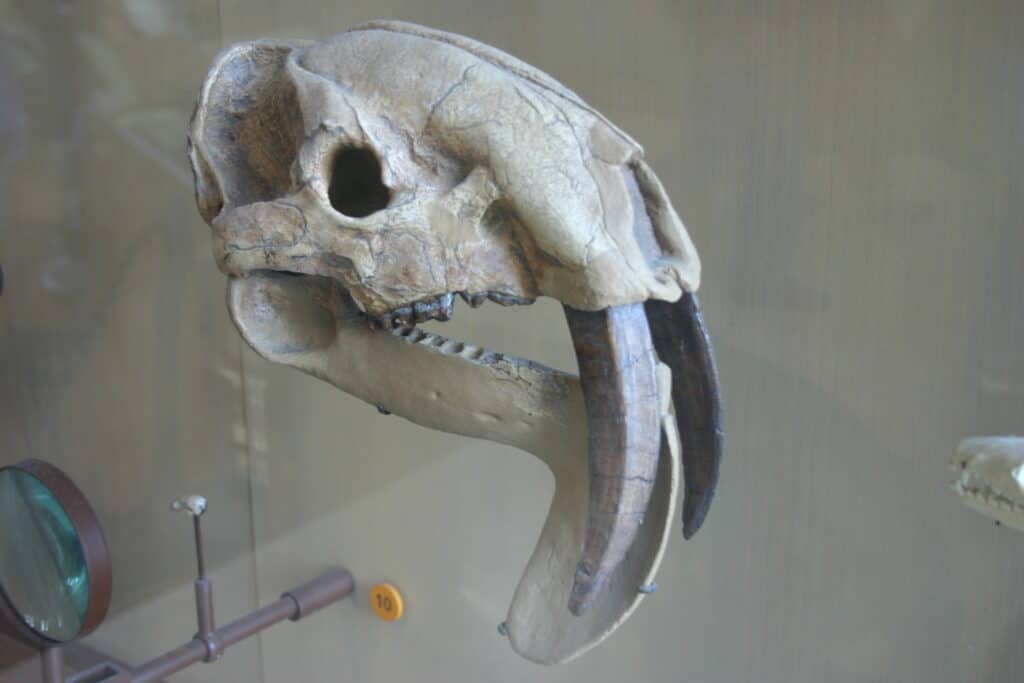 Cranio di tilacosmilus