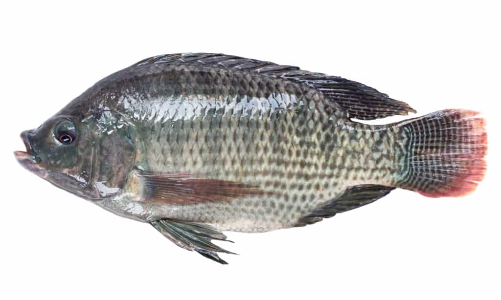 pesce tilapia