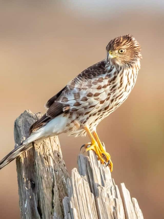 Immagine del poster di Cooper's Hawk vs Sharp Shinned Hawk 5 differenze