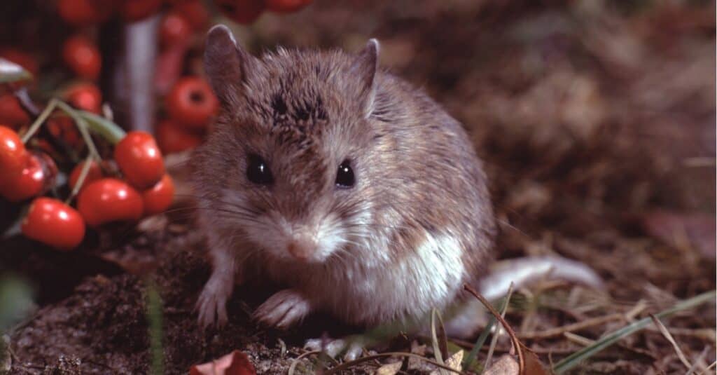 Northern Grasshopper Mouse neonati nel nido (Onychomys Leucogaster)