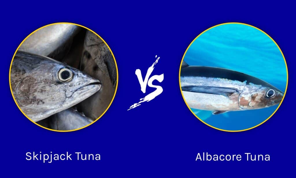 Tonno Skipjack vs Tonno Albacore