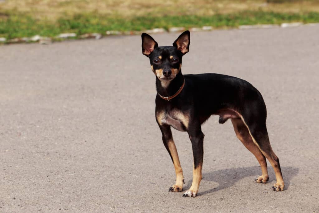 Inglese Toy Terrier Manchester