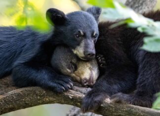 Tre affascinanti cuccioli di orso su un'altalena dimostrano che i bambini sono bambini
