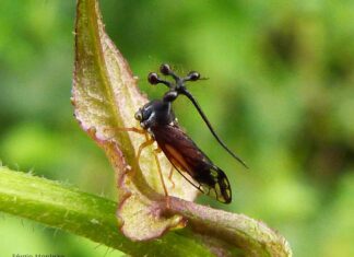 Treehopper brasiliano
