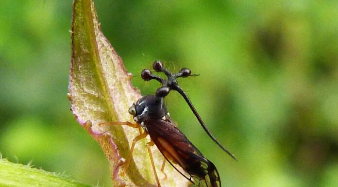 Treehopper brasiliano
