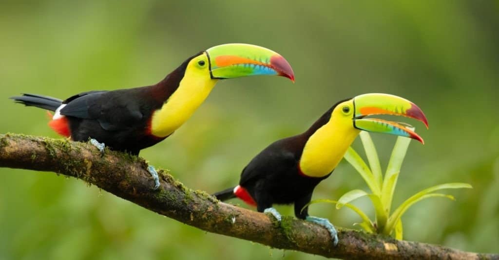 Il tucano dal becco a chiglia (Ramphastos sulfuratus), noto anche come tucano dal petto di zolfo o tucano dal becco arcobaleno, è un colorato membro latinoamericano della famiglia dei tucani.