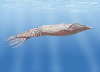 Tusoteuthis
