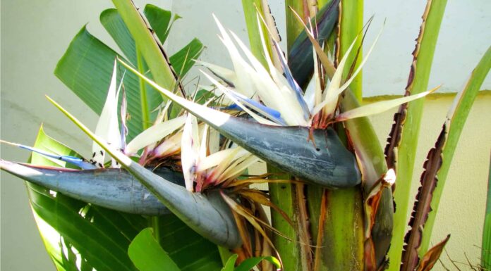 Bird of Paradise vs Banana Plant