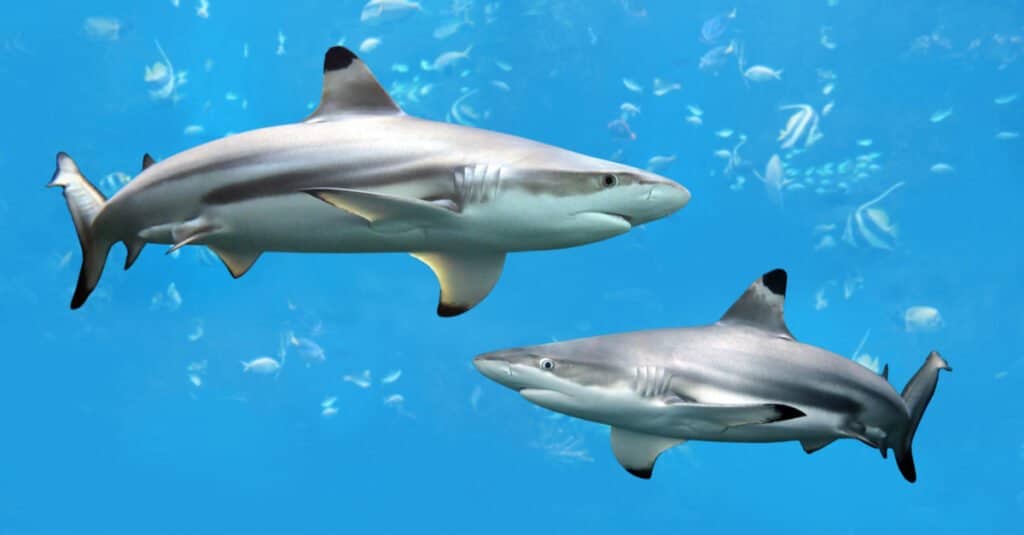 Gli squali più aggressivi sono gli squali pinna nera