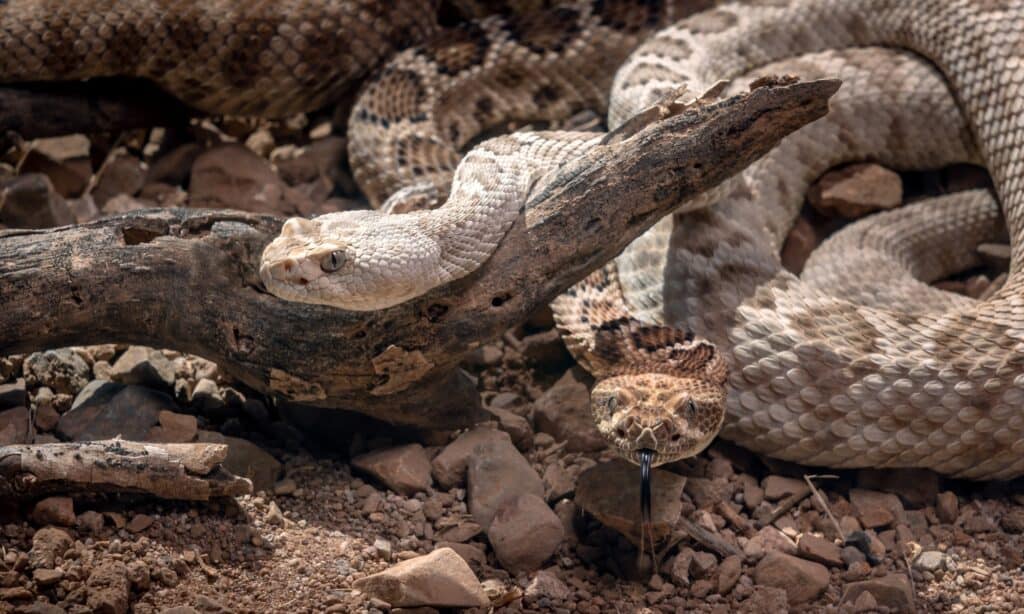 Serpente a sonagli di Santa Catalina