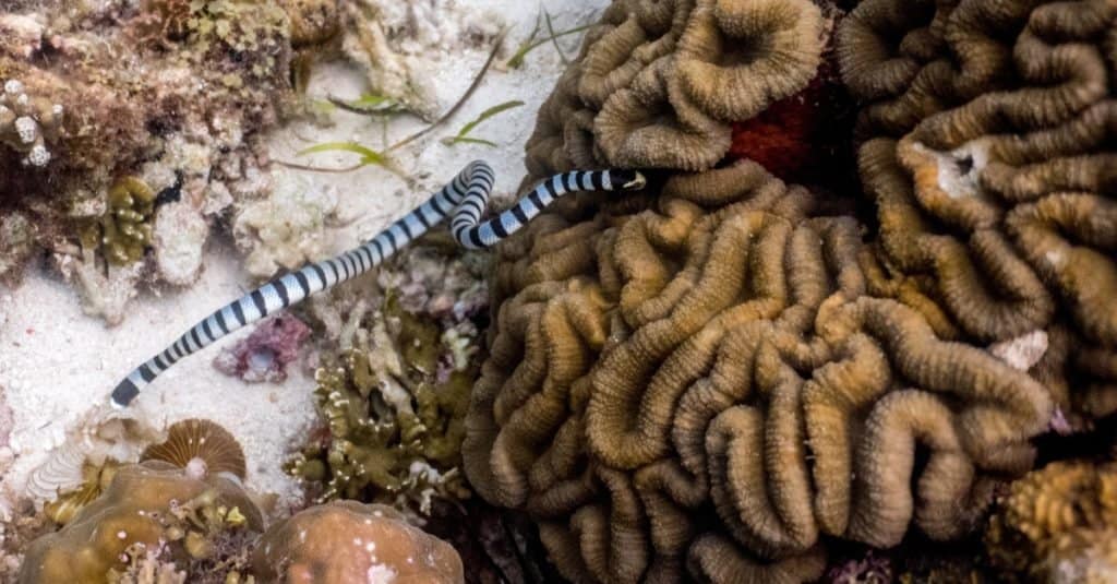 L'animale più spaventoso del mondo: il serpente di mare di Belcher