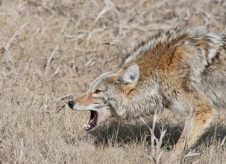 Un uomo e i suoi dieci cani incontrano un branco di coyote mentre camminano da soli
