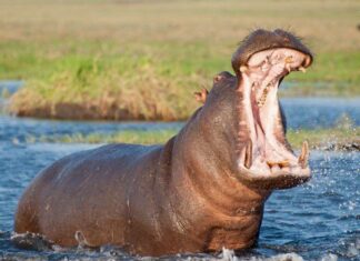 Un video folle mostra l'ippopotamo che uccide un rinoceronte in una disputa territoriale
