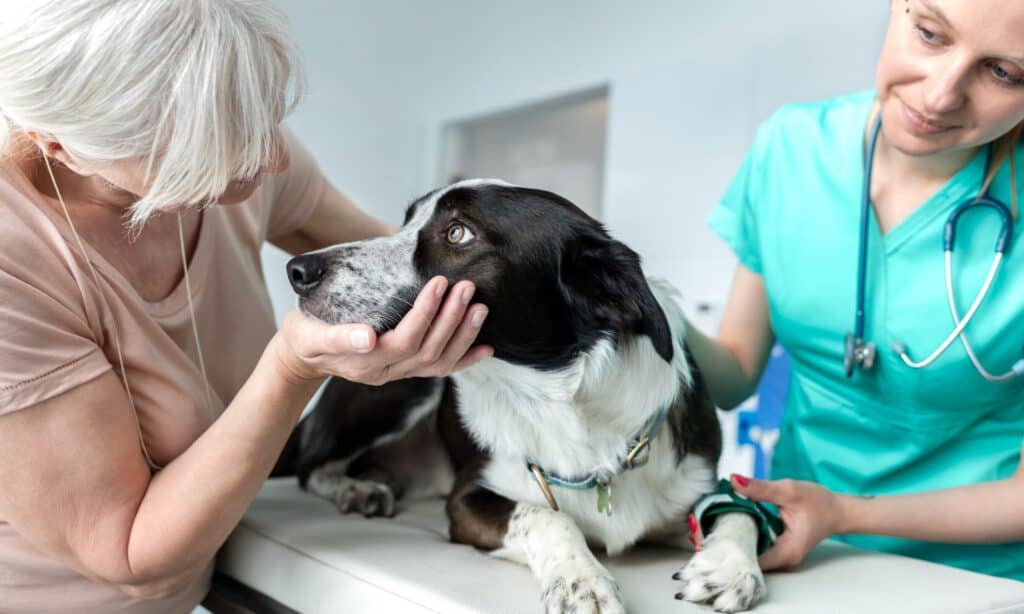 Se il tuo cane mangia la biancheria intima, contatta il veterinario