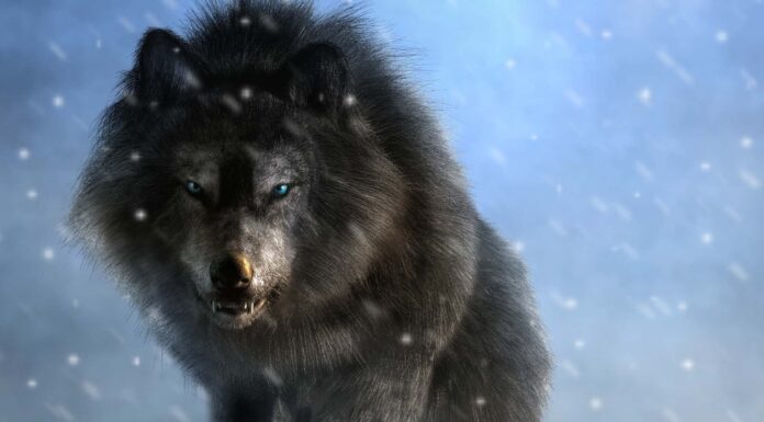 Vedi: Due dei più grandi lupi mai catturati nel film e un cane stupidamente coraggioso
