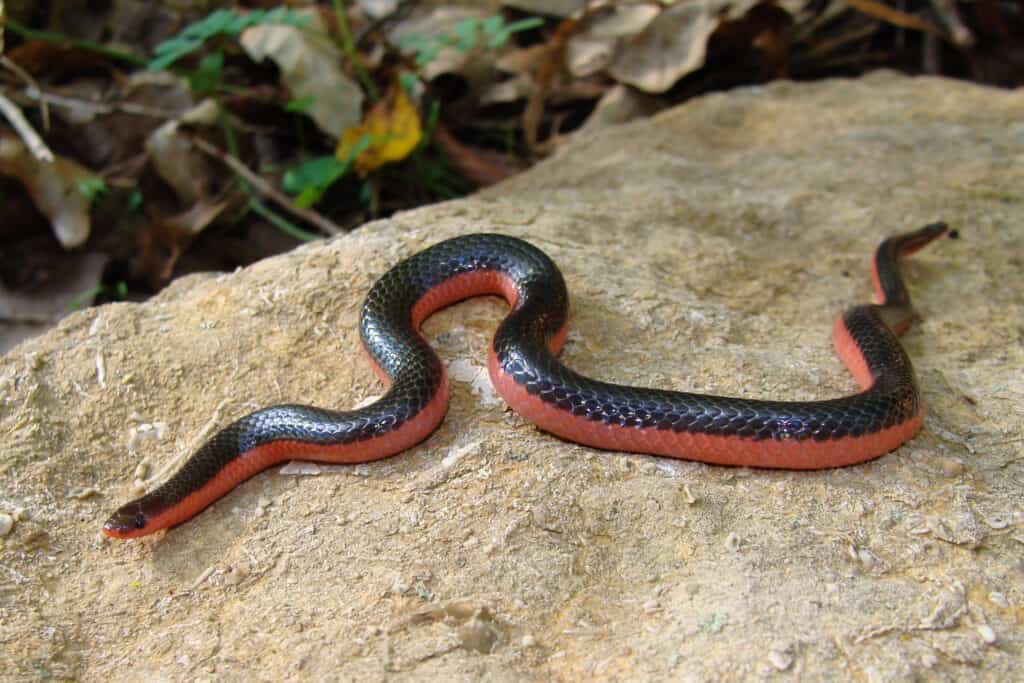 Un serpente verme occidentale poggia su una roccia piatta