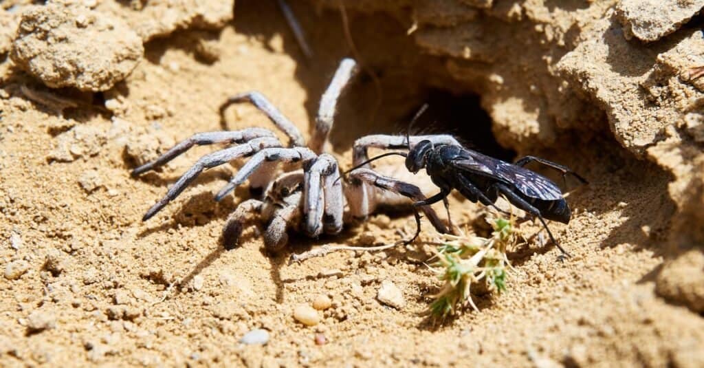 Vespa ragno e ragno paralizzato.  Le vespe ragno sono vespe solitarie che usano un singolo ragno come ospite per nutrire le loro larve.