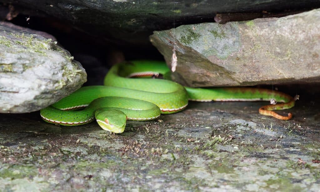 Le vipere di bambù (Trimeresurus stejnegeri) si nascondono spesso nelle fessure