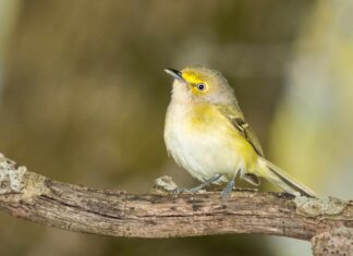 Vireo dagli occhi bianchi
