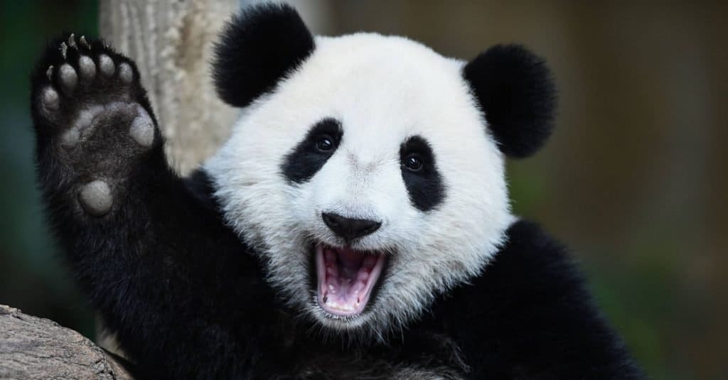 Animali più soffici: panda gigante