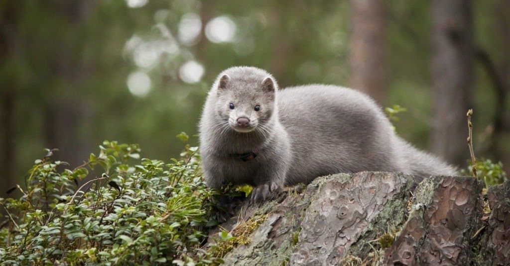 Lontra contro visone