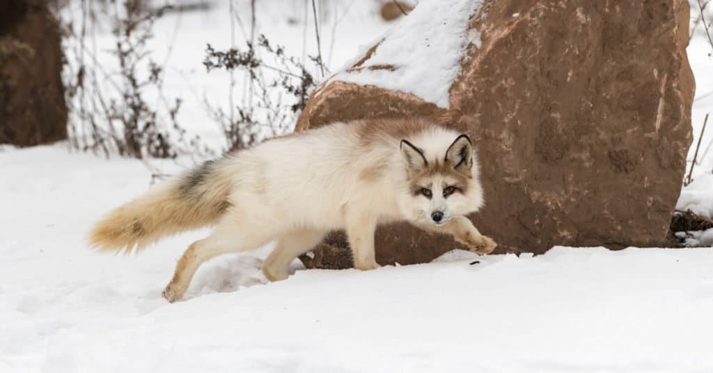 La volpe di marmo rossa (Vulpes vulpes) si aggira nei pressi di una roccia in inverno.