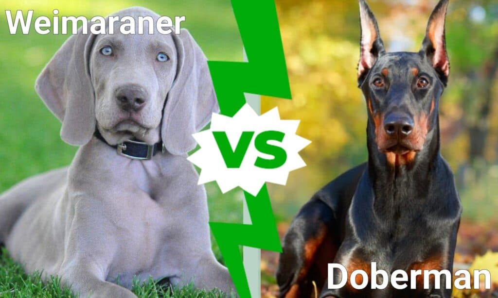 Weimaraner contro Dobermann