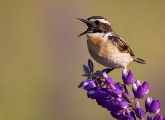 Whinchat
