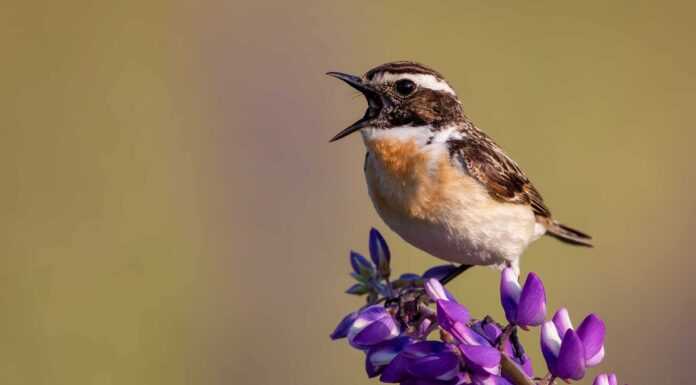 Whinchat
