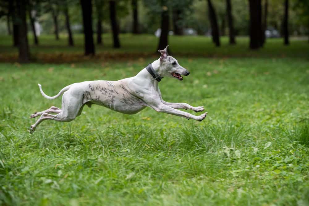 Whippet (Canis familiaris) - correre attraverso l'erba