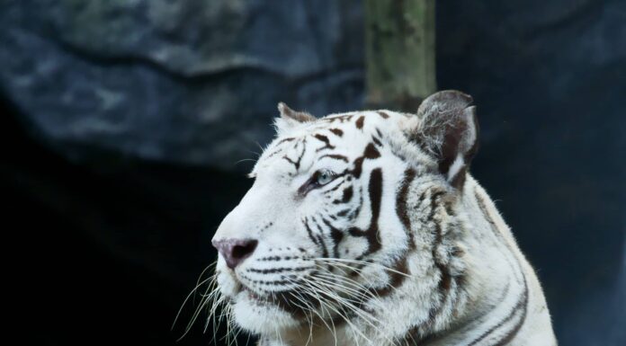 White Tiger King sfidato da un leone maschio adulto e dal suo orgoglio
