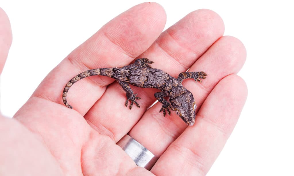 Gargoyle Gecko appoggiato sul palmo aperto di un essere umano