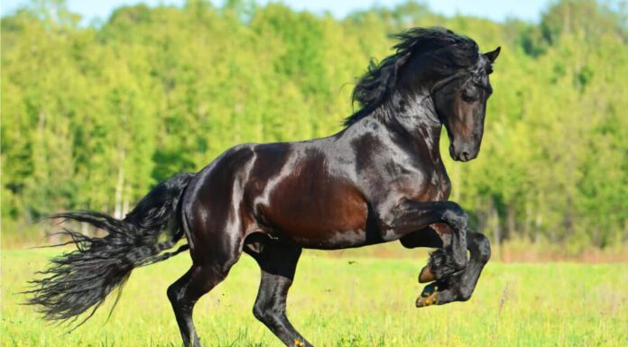 Wild Horse sfida direttamente un gigantesco alligatore in Florida
