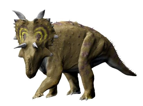Xenoceratops isolato su sfondo bianco