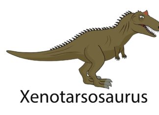 Xenotarsosaurus
