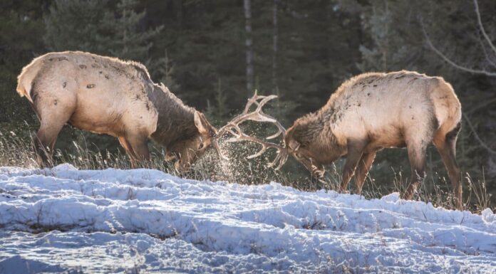 Yellowstone in January: Things to Do, Weather, and More