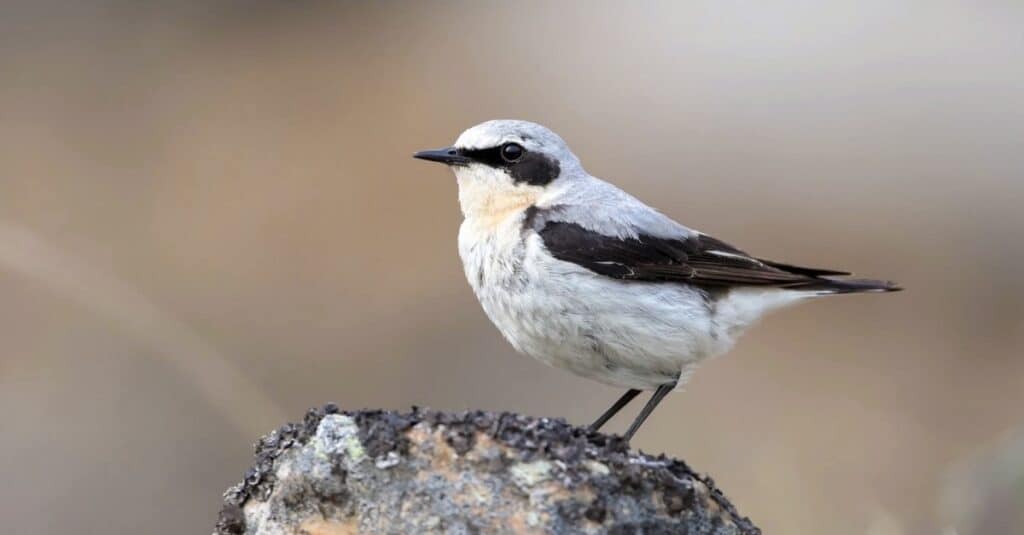 Uccelli che migrano più a lungo: Culbianco