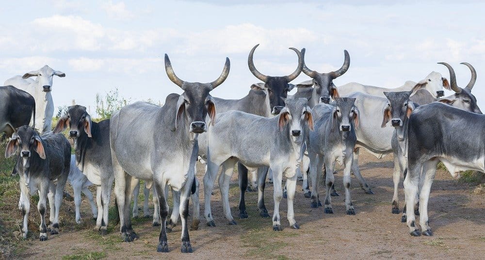 Mandria di bovini zebù