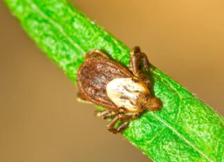 Zecche nell'Idaho
