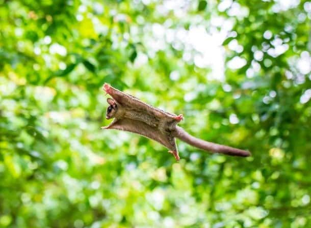 Sugar Gliders visti in un giardino verde, saltano e volano da un albero all'altro