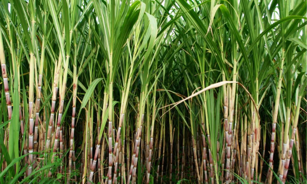 bambù vs canna da zucchero